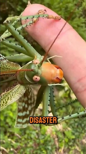 This Insect Becomes a Swarm 😶