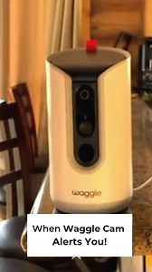 4.5K views · 12 reactions | With WaggleCam Pro's 'Alert Notification' feature, you're instantly in the know! Get real-time updates and see exactly what your pets are up to, no matter where you are. Stay connected and in control—WaggleCam Pro keeps an eye on things so you don’t have to. #wagglecampro #StayConnected #separationanxietyrelief #peaceofmind #alwayswithyou #petcareanywhere #petlovers #dogcam #CatCamera #petsafewithwaggle #mywaggle | Waggle | Facebook