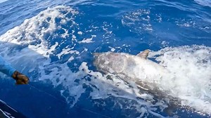 BKK Onboard TUNAROA/Puerto Colon-Costa Adeje/Tenerife Great Tuna fishing with TUNAROA Cpt.Marc Inoue & Crew BKK Monster Circle Drifting Special 12/0 Varivas Shock Leader OCEAN RECORD 220LB Fighting Time:1h20min Angler:Jan Boganowski 🎥MaguroProShop BKK Monster Circle Drifting Special 12/0 🛒https://www.maguro-pro-shop.com/?s=monster circle&post_type=product Varivas Shock Leader OCEAN RECORD 🛒https://www.maguro-pro-shop.com/product/varivas-saltwater-fluoro-coated-shock-leader-ocean-record-50m/ |