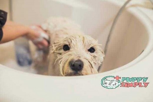 Best Smelling Dog Shampoo: Top 10 Picks for a Fresh, Happy Pup