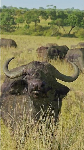 Why African Buffalo Are So Fearless 🐃 #wildlife #animals