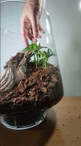 How I Made an Orchid Terrarium #terrarium #plant #diy