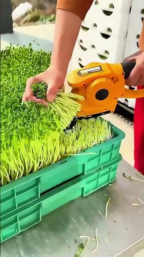 New Way to Harvest Microgreens!