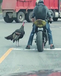 1M views · 14K reactions | Turkeys in bad mood chasing & attacking people 旅 | MetDaan Tips | Facebook