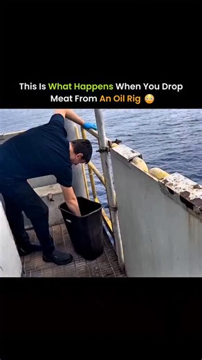 ThinkSource™ on Instagram: "When meat is dropped from an oil rig, it doesn’t just sink—it sets off a precise chain reaction in the deep sea. Sharks detect the scent through highly sensitive olfactory systems, allowing them to locate the food from remarkable distances. As the meat sinks, smaller scavengers hover nearby, but the shark moves in with calculated precision, feeding almost immediately. This moment illustrates how large predators rely on speed, detection, and instinct to survive in an e