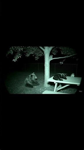 Animals Caught Partying on CCTV at Night | Funny Backyard Animal Dance