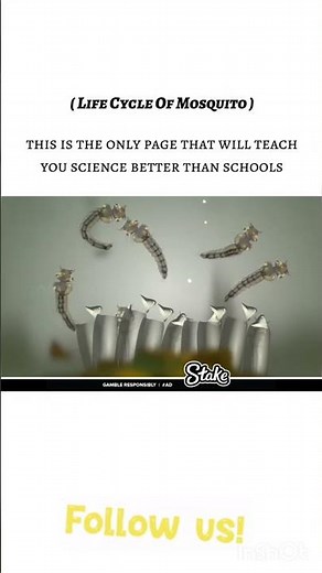 Mosquito Life Cycle: An INSANE Journey