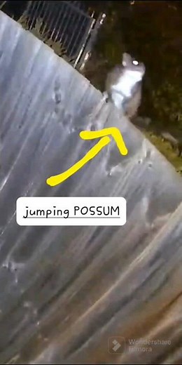 Simple way to prevent POSSUMS jumping on your roof