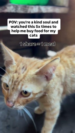 🚨‼️PLEASE WE NEED YOUR HELP URGENTLY TO SAVE A LIFE HERE❤️‍🩹🙏 Click the link in our bio to donate