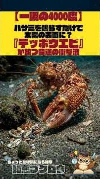 【一瞬の4000度】ハサミを鳴らすだけで太陽の表面に？『テッポウエビ』が放つ音速の衝撃波 #雑学 #豆知識 #生物
