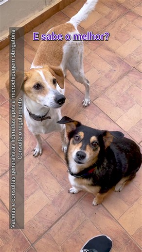 😮 É sério isso? 1º mês GRÁTIS no Plano de Saúde Petlove?! 🤯 Corre pra garantir pro seu pet! Use o Cupom: PET100 | Petlove