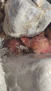 Pearl snails appear in large number pearls #pearls #seaanimals #hunting | sea animals