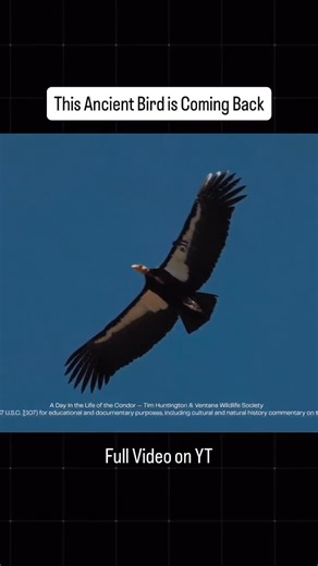 Colossal Biosciences on Instagram: "The California condor is an ancient giant that once shared the skies with woolly mammoths. Then it nearly disappeared. By the 1980s, only 23 were left on Earth. This is the story of how it survived, why it’s sacred, and who’s bringing it back. 📺 Watch the full film on YouTube 🔗 Link in bio"