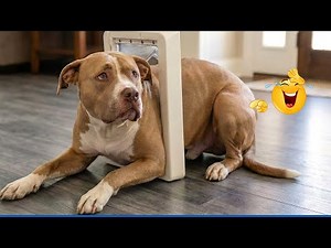You Will Die Laughing At These Dogs 😹🐶 Funny Dogs Fail Compilation 😁