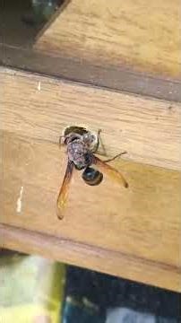 Red and Black Mason Wasp #shorts #nature #wasp #naturelovers #viral