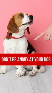 11K views · 75 reactions | Avoid getting angry at your dog, as...