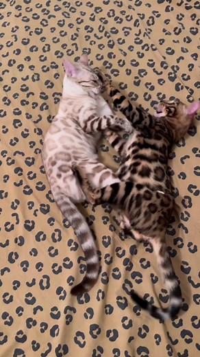 raja_empire_bengal_cattery on TikTok