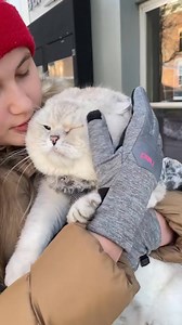 apollochicago | Loretta British Cats