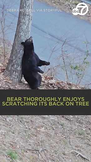 That's the spot! A black bear was filmed scratching its back outside a home in North Carolina. 🐻🤣 | ABC7