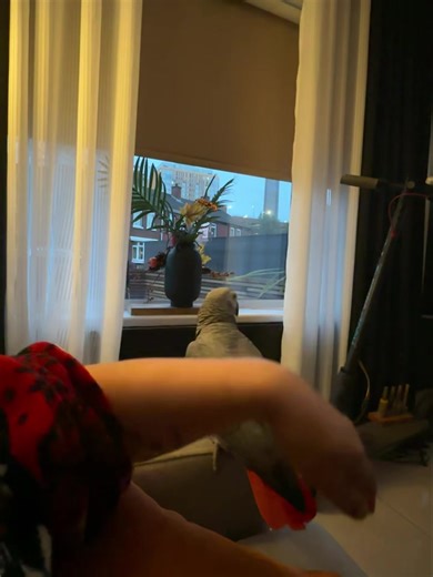 6.6K views · 472 reactions | Came over for a cuddle ❤️❤️ | Kelo the African Grey | Facebook