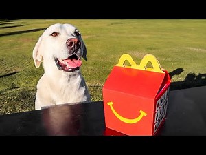 LABRADOR HAS FIRST MCDONALDS HAPPY MEAL!!