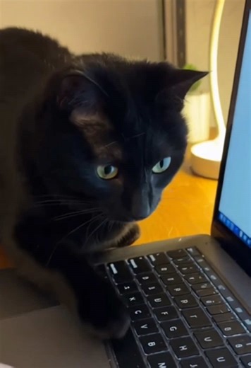 Save my word document…🆘#fyp #wawawacat #meow #cat #tiktok