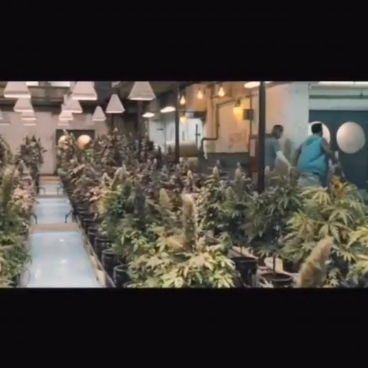 68K views · 817 reactions | Dr Greenthumb | Cypress Hill | Facebook