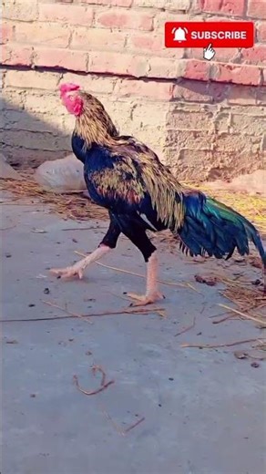 ماشاءاللہ خوبصورت اصیل جاوا مرغ 🐓 | Beautiful Java Aseel Rooster 🔥 #Aseel #JavaAseel #DesiMurg desi#