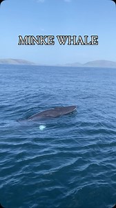 Minke whale seen onboard Dingle Sea Safari this week! 🐋 Our guests were treated to an unforgettable encounter with one of the ocean’s most graceful visitors. The minke whale, sleek, curious, and full of character, made an appearance right beside the boat, reminding us how magical Dingle Bay can be. It’s moments like these that make every trip unique. You never know what wonders await out on the water! 💙🌊 A massive thanks to ~ @shonaghbrady for capturing this #DingleSeaSafari #MinkeWhale #Ding