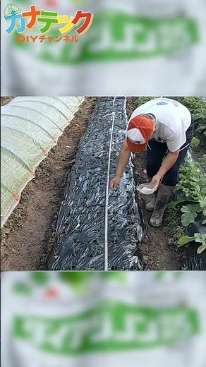 [Insect Prevention] Diazinon for Planting Onions #Agriculture #Farmwork #HomeGardening #Onions #N...