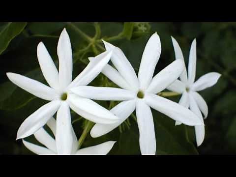 Τα γιασεμάκια σου - Γιάννης Κατέβας