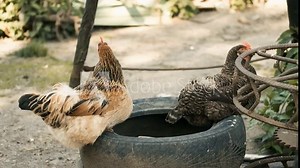 Hens of gray and yellow brick color sit on rubber and walk around the yard