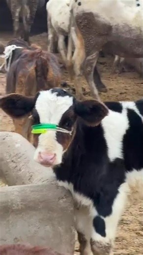 Cute Baby Cow 🐄❤️ | Adorable Calf Moments #shorts