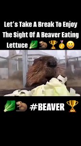 Let’s take a break to enjoy the sight and sound of a Beaver eating lettuce 🥬🦫🏆🥇😀 #beavers #lettuce #wildlife | Mr Methane
