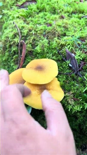 Discover the Magic of Wild Mushrooms