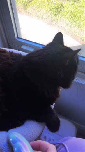 Crazy_Petstory (@crazy_petstory)’s videos with original sound - Crazy_Petstory