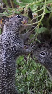 California ground squirrels ￼🐿️ #naturevideo #squirrel