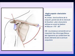 ANATOMIE MS Articulation acromio claviculaire