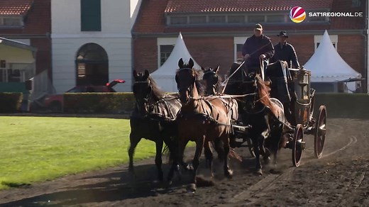 VIDEO | Landgestüt Celle feiert Jubiläum – traditionelle Hengstparade kehrt zurück - SAT.1 REGIONAL
