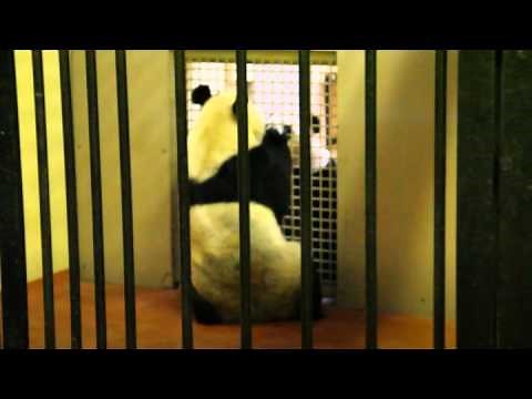 Giant Panda Mating Calls