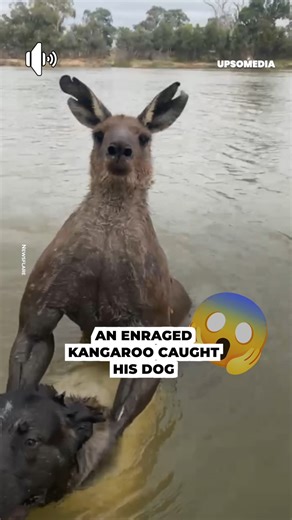 A wild kangaroo caught his dog, filled with rage, forcing him to take a risk to rescue it. | Upbeat