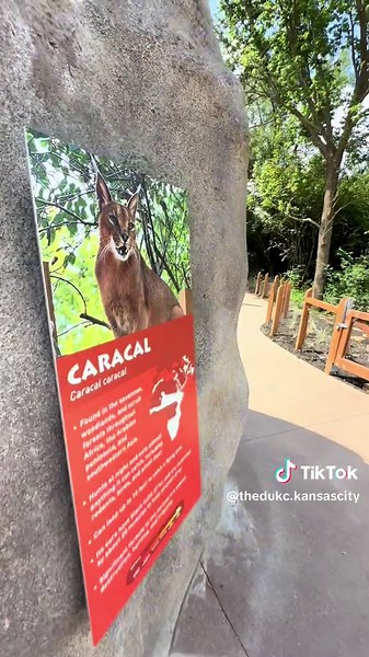 Explore Kansas City Zoo: A Day with Exotic Animals