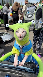 I entered my cat Marshall into an Alien Costume Contest at the UFO Fest this year 🛸 #sphynx #pets #catsofinstagram #comedy | Lindsey Kuzmin