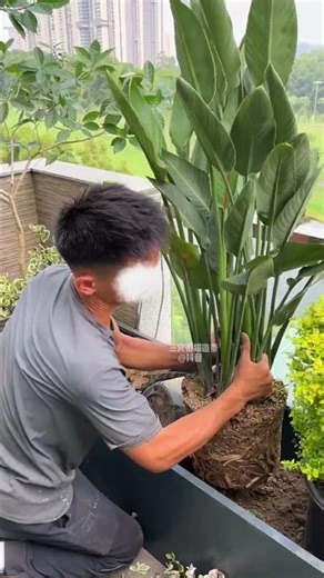 Build a tropical garden on the terrace at home