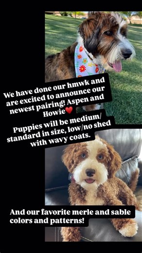 Mountain Bridge Doodles LLC | Announcing our NEWEST pairing! Howie’s is a king bernedoodle and Aspen is our standard sable bernedoodle! She has high Bernese content at... | Instagram