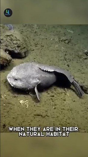The Ugliest Fish in the World: Blobfish Facts 😱