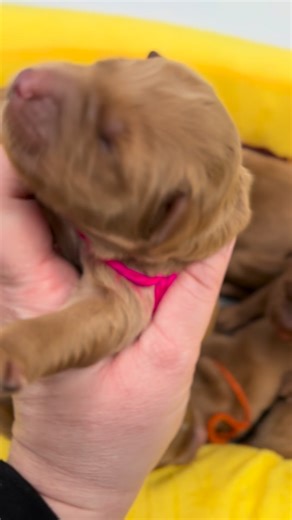 Tilly’s sweet puppies snuggling while momma has a break | Lovebug Doodles