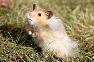 ▷ Hámster » Características, Alimentación, Hábitat, Reproducción, Depredadores