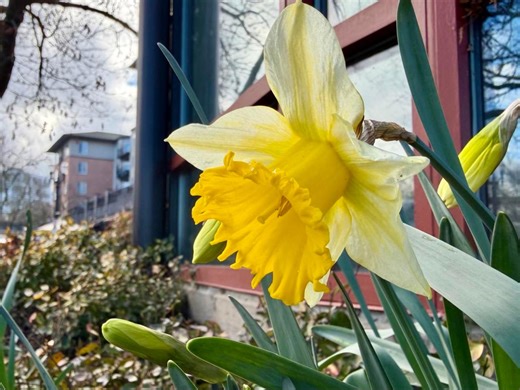 How long will spring conditions last around Portland?