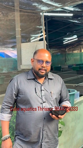 Cube Bettas And Guppies | Cube aquatics Thrissur #9844703333 #guppyfarm #betta #cube #offer | Instagram